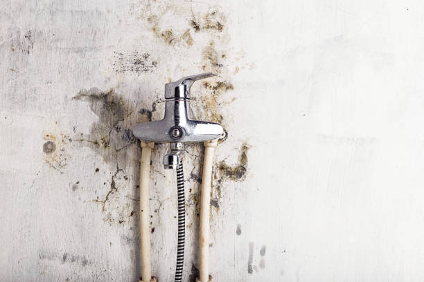 Best White Mold Remediation in Jackson, MN