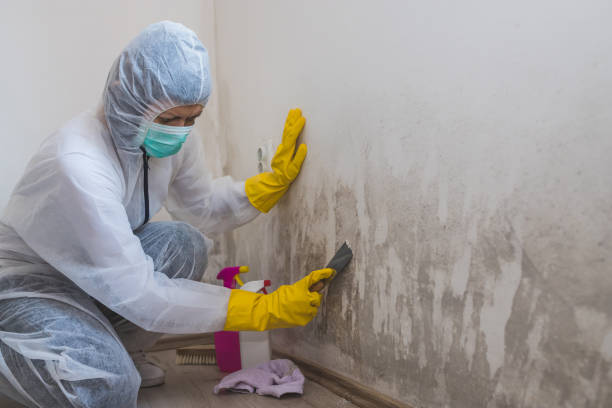 Best Post-Flood Mold Remediation in Jackson, MN